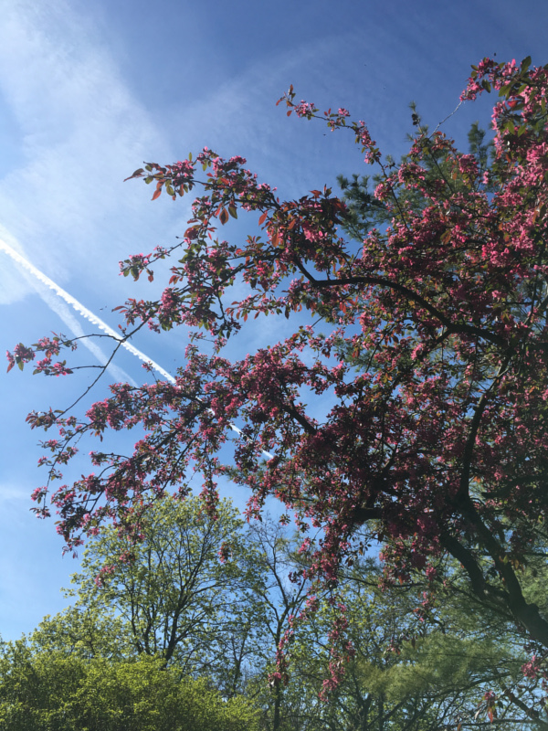 Jahresrückblick 2021 - Ein rot blühender Baum, Himmel und Kondensstreifen eines Flugzeuges