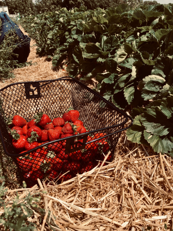 Jahresrückblick 2021 - Fahrradkorb gefüllt mit Erdbeeren steht mitten in einem Erdbeerfeld